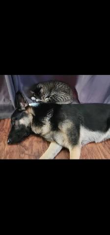 2 chatte a donner - Photo 10