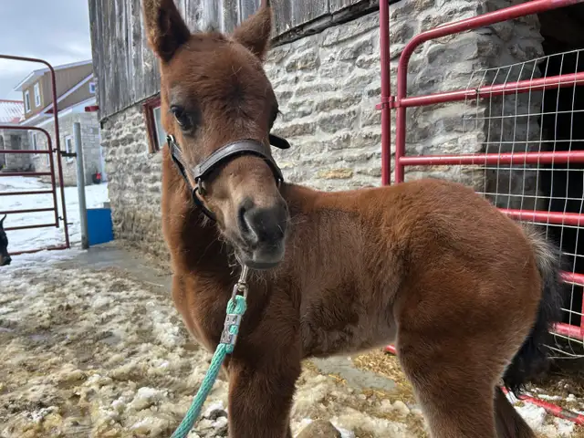 Hanoverian x Quarter Horse Colt