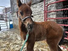 Hanoverian x Quarter Horse Colt