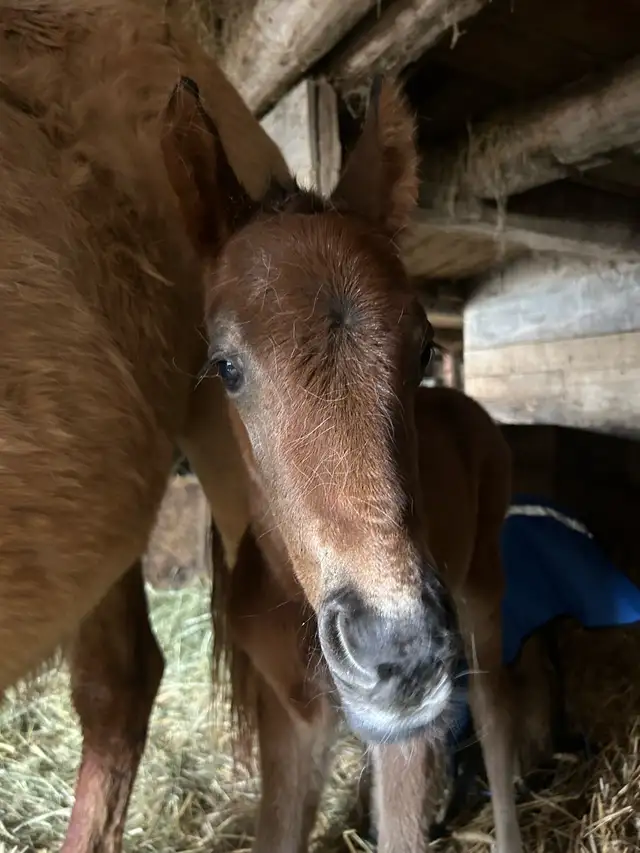 Hanoverian x Quarter Horse Colt - Photo 2