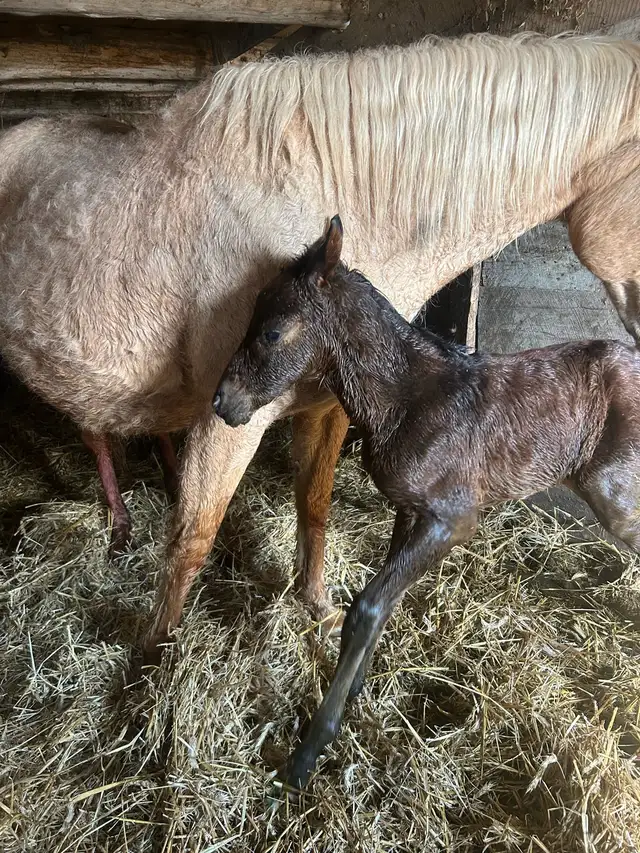 Hanoverian x Quarter Horse Colt - Photo 3