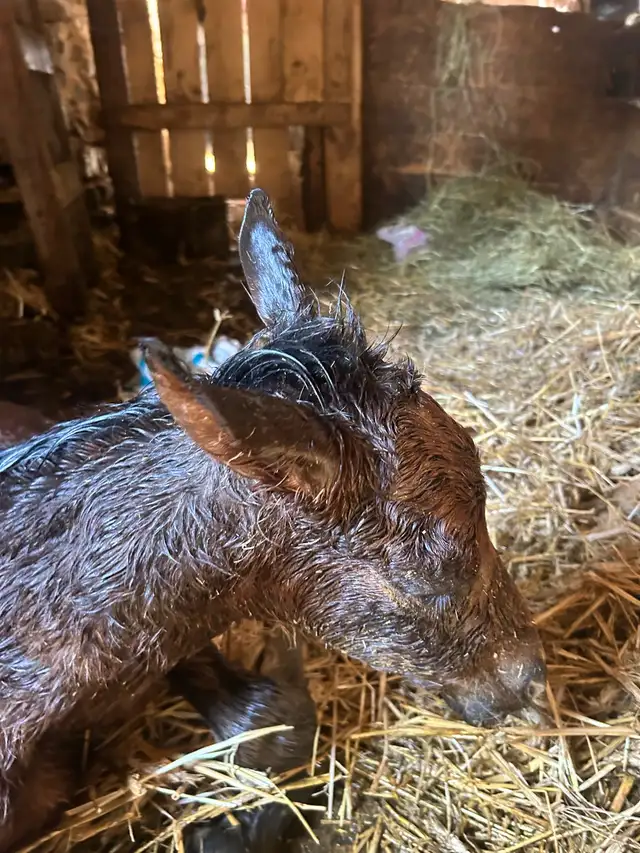 Hanoverian x Quarter Horse Colt - Photo 4