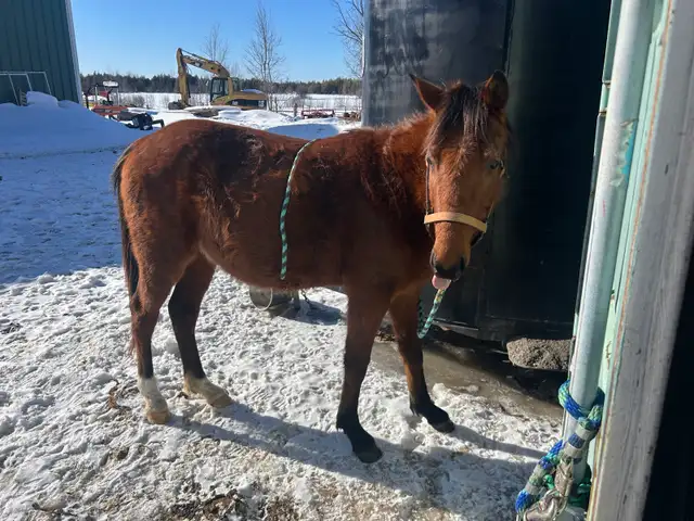 Hanoverian x Quarter Horse Colt - Photo 5