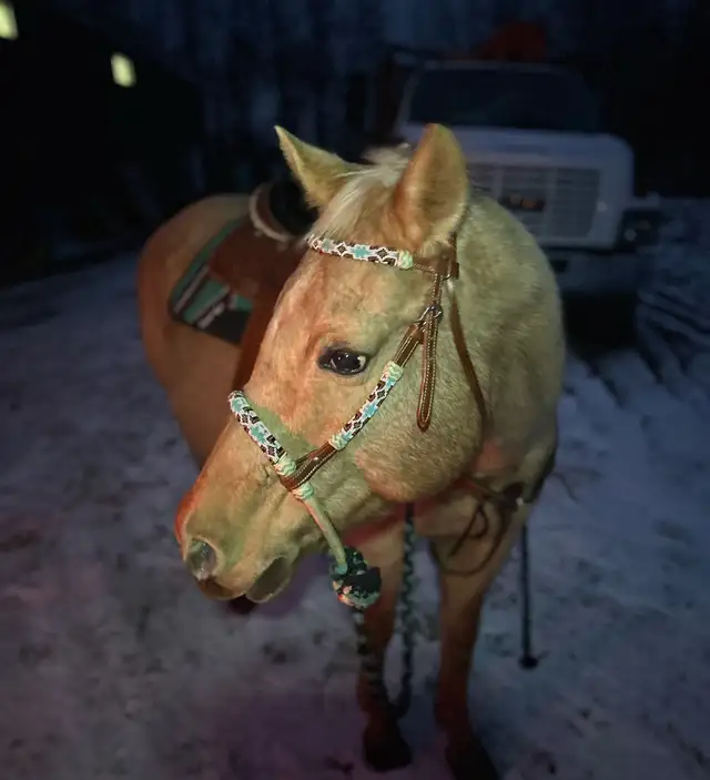 Hanoverian x Quarter Horse Colt - Photo 6