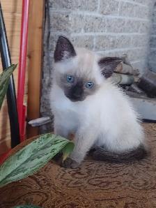 Chatons Siamois  prêts pour leur famille