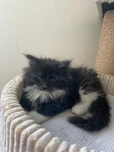 chatons Maine coon - Photo 3