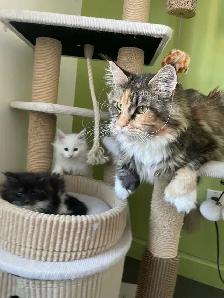 chatons Maine coon - Photo 4