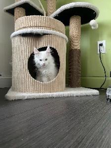 chatons Maine coon - Photo 5