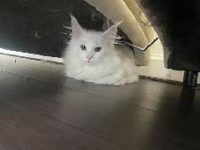 chatons Maine coon - Photo 6