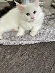 chatons Maine coon - Photo 7