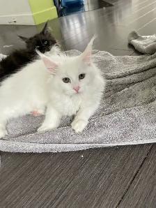 chatons Maine coon - Photo 8