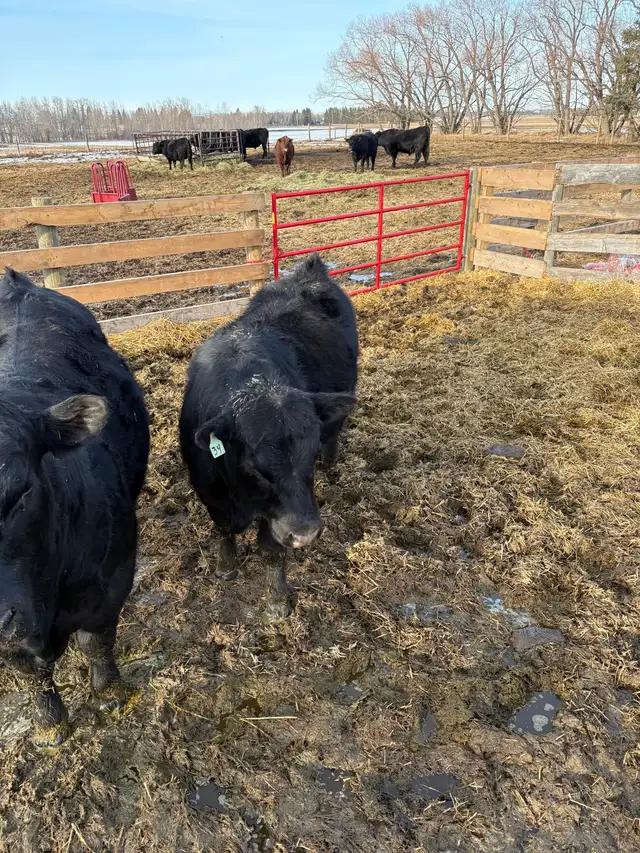 Yearling and 2yr old bulls