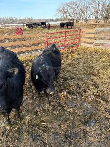 Yearling and 2yr old bulls