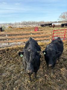 Yearling and 2yr old bulls - Photo 2