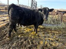 Yearling and 2yr old bulls - Photo 3