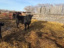 Yearling and 2yr old bulls - Photo 4