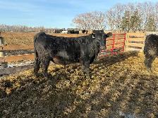 Yearling and 2yr old bulls - Photo 5