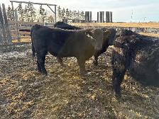 Yearling and 2yr old bulls - Photo 6