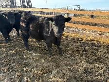 Yearling and 2yr old bulls - Photo 7