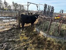 Yearling and 2yr old bulls - Photo 8