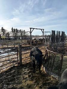 Yearling and 2yr old bulls - Photo 9