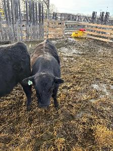 Yearling and 2yr old bulls - Photo 10