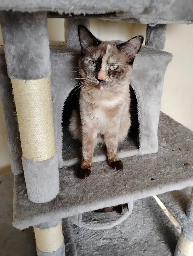 female mix Bengals for sale X 2