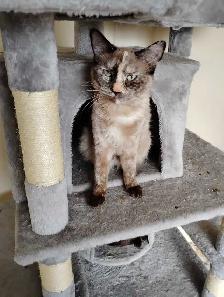 female mix Bengals for sale X 2