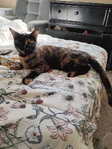 female mix Bengals for sale X 2 - Photo 2