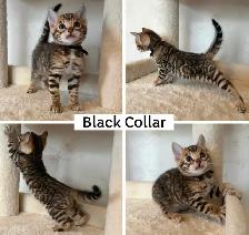 TICA Registered Bengal Kittens - Photo 2