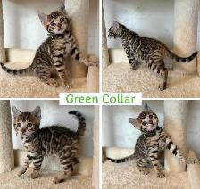 TICA Registered Bengal Kittens - Photo 3
