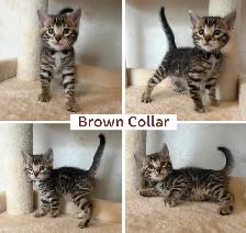 TICA Registered Bengal Kittens - Photo 4