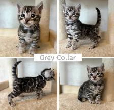 TICA Registered Bengal Kittens - Photo 6