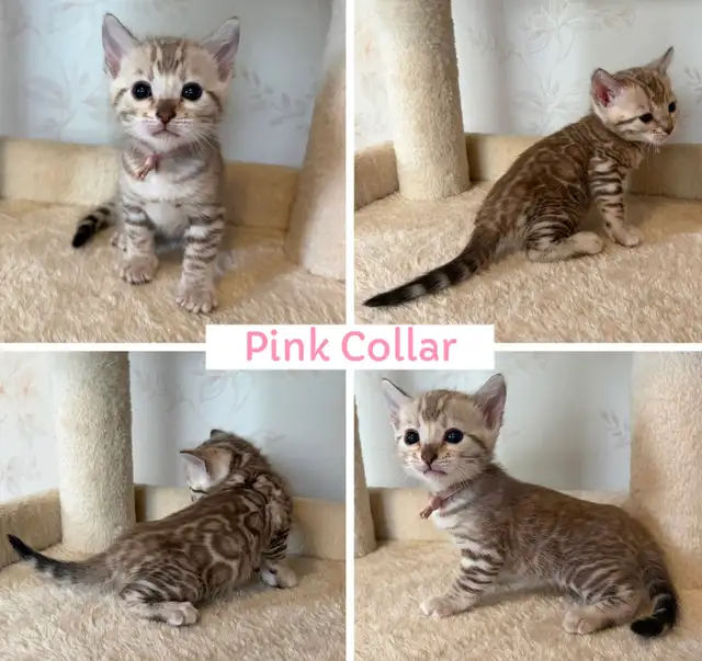 TICA Registered Bengal Kittens - Photo 7
