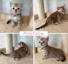 TICA Registered Bengal Kittens - Photo 7