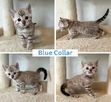 TICA Registered Bengal Kittens - Photo 8