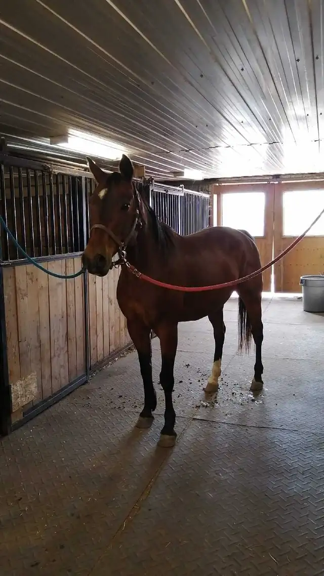 horse boarding available