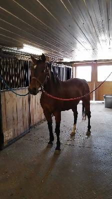 horse boarding available