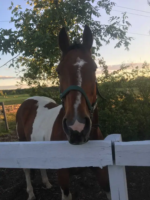 horse boarding available - Photo 5