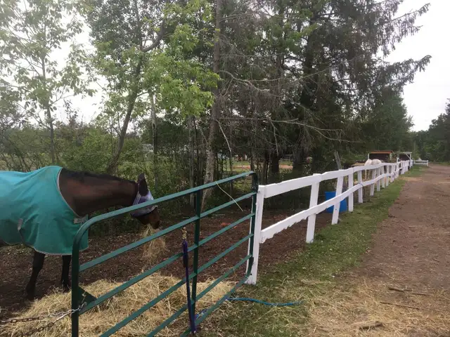horse boarding available - Photo 6