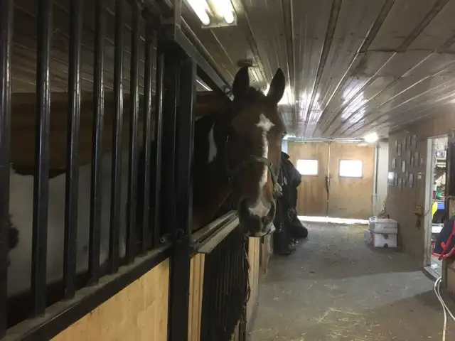 horse boarding available - Photo 7