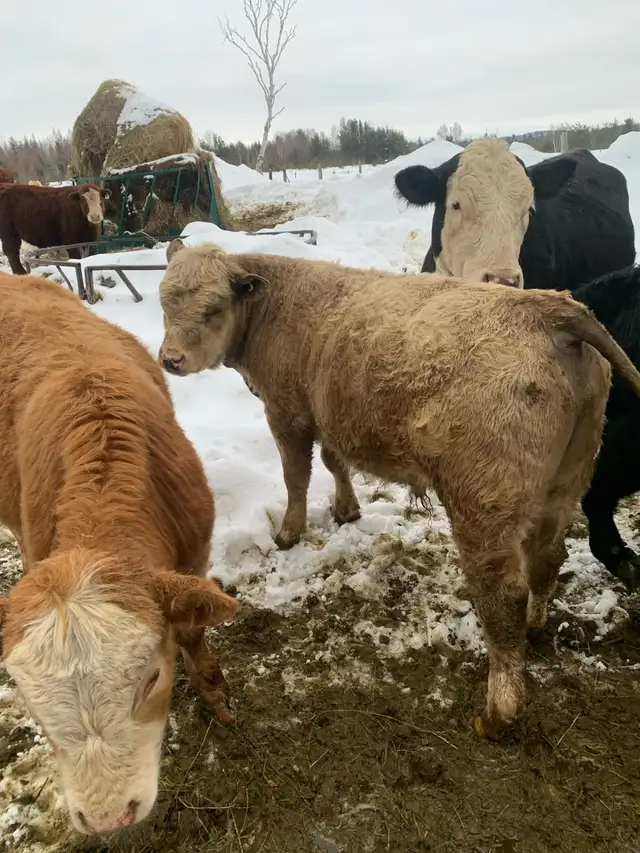 Bulls for sale - Photo 2