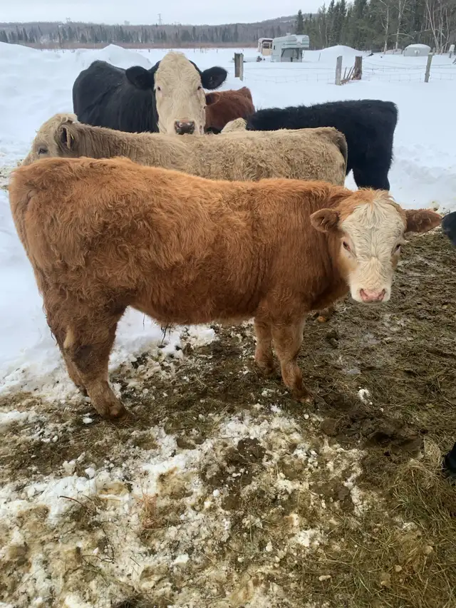 Bulls for sale - Photo 3