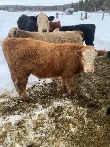 Bulls for sale - Photo 3