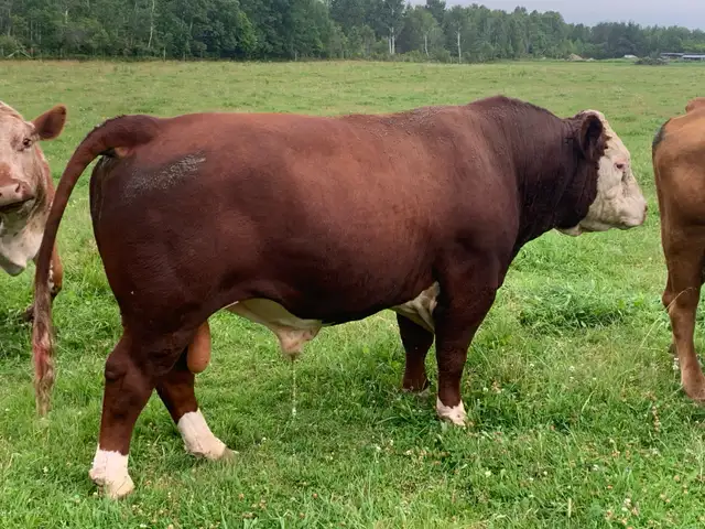 Bulls for sale - Photo 4