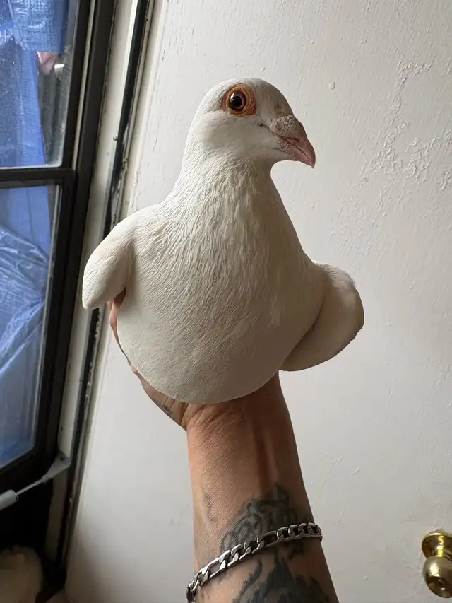 white and off colors jansen lines racing pigeons