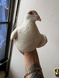 white and off colors jansen lines racing pigeons