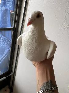 white and off colors jansen lines racing pigeons - Photo 2