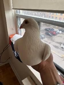 white and off colors jansen lines racing pigeons - Photo 3