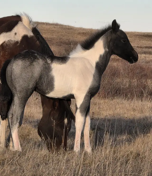 Blue Roan Stud Colt - Smart, Curious – Halter Broke – $1,500